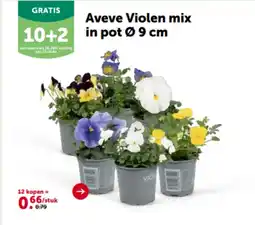AVEVE Aveve Violen mix in pot Ø 9 cm aanbieding