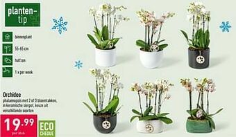 ALDI Orchidee aanbieding