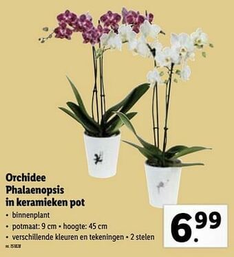 Lidl Orchidee phalaenopsis in keramieken pot aanbieding