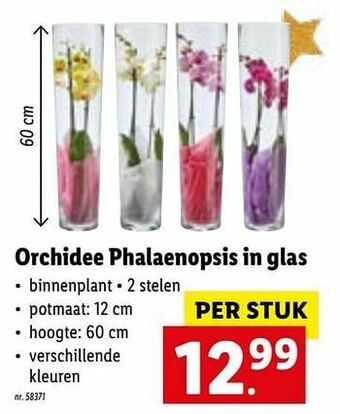 Lidl Orchidee phalaenopsis in glas aanbieding