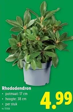 Lidl Rhododendron aanbieding