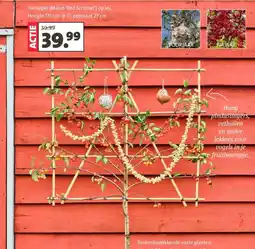 Intratuin Sierappel malus red sentinel op lei aanbieding