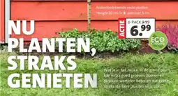 Intratuin Bodembedekkende vaste planten aanbieding