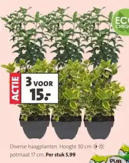 Intratuin Diverse haagplanten aanbieding