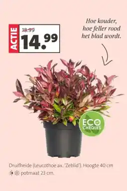 Intratuin Druifheide leucothoe ax zeblid aanbieding