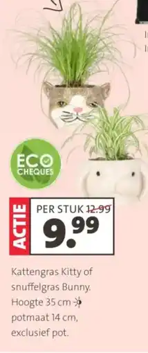 Intratuin Kattengras kitty of snuffelgras bunny aanbieding