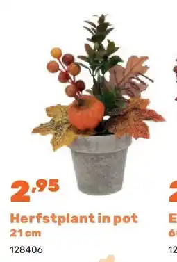 Happyland Herfstplant in pot 21 cm aanbieding