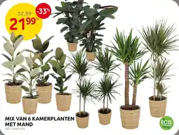 Brico Mix van 6 kamerplanten met mand aanbieding