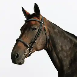 Decathlon Hoofdstel 580 voor paarden en pony's Franse neusriem leer stiksels zwart aanbieding