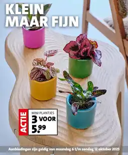 Intratuin Mini plantjes aanbieding