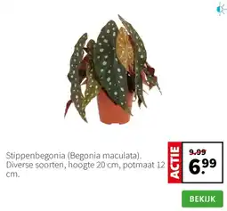 Intratuin Stippenbegonia aanbieding