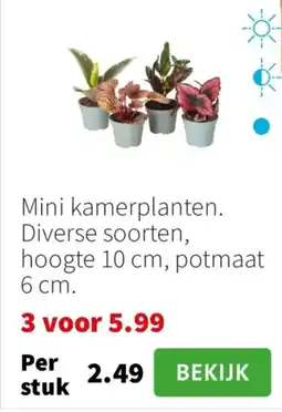 Intratuin Mini kamerplanten aanbieding