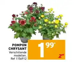 Trafic Pompon chrysant aanbieding