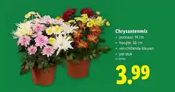 Lidl Chrysantenmix aanbieding