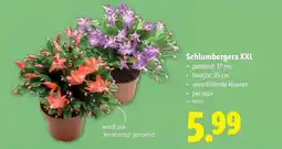 Lidl Schlumbergera XXL aanbieding