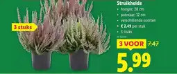 Lidl Struikheide aanbieding