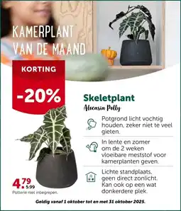 AVEVE Skeletplant Alocasia Polly aanbieding