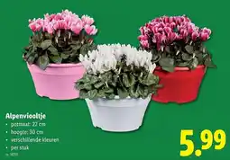 Lidl Alpenviooltje aanbieding