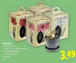 Lidl Amaryllis aanbieding