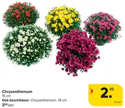 Carrefour Chrysanthemum aanbieding