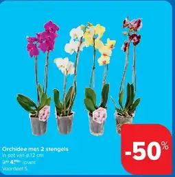 Carrefour Orchidee met 2 stengels aanbieding