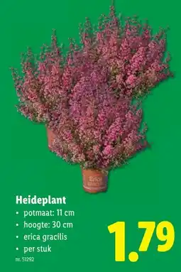 Lidl Heideplant aanbieding
