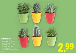 Lidl Minicactus aanbieding