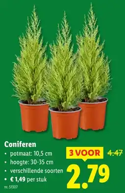 Lidl Coniferen aanbieding