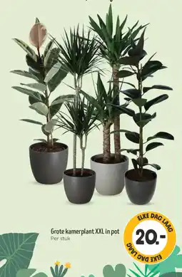 Jumbo Grote kamerplant XXL in pot aanbieding