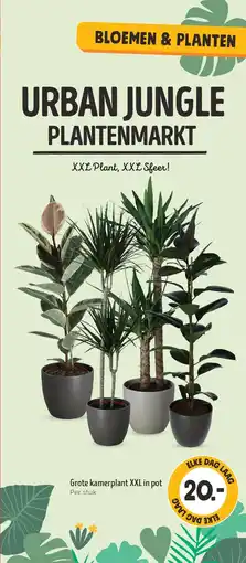 Jumbo Grote kamerplant XXL in pot Per stuk aanbieding