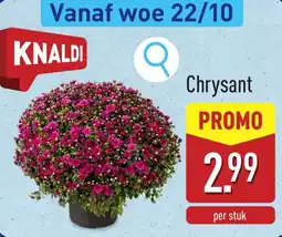 ALDI Chrysant aanbieding