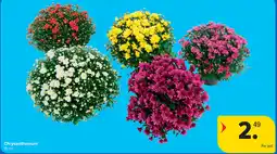 Carrefour Chrysanthemum aanbieding