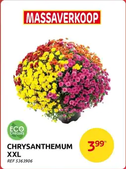 Brico Chrysanthemum XXL aanbieding