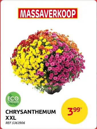 Brico Chrysanthemum XXL aanbieding