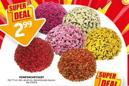 Trafic Pomponchrysant aanbieding