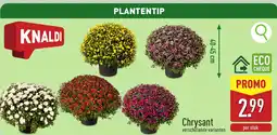 ALDI Knaldi Chrysant aanbieding