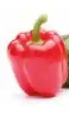 Tanger Markt Paprika Rode aanbieding