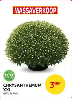 BricoPlanit Chrysanthemum XXL aanbieding