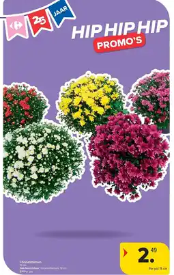 Carrefour Chrysanthemum aanbieding