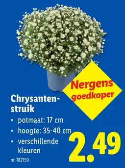 Lidl Chrysanten- struik aanbieding