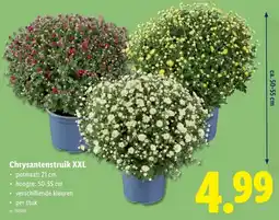 Lidl Chrysantenstruik XXL aanbieding