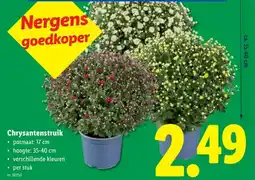Lidl Chrysantenstruik aanbieding