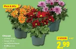 Lidl Chrysant aanbieding