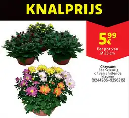 Cora Chrysant aanbieding