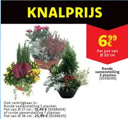 Cora Ronde samenstelling 3 planten aanbieding