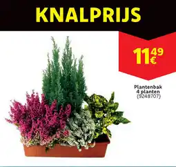 Cora Plantenbak 4 planten (9248707) aanbieding