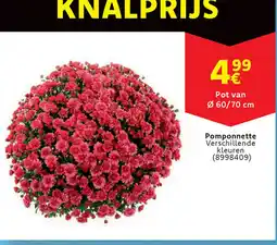 Cora Pomponnette aanbieding