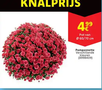 Cora Pomponnette aanbieding