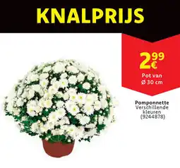 Cora Pomponnette aanbieding