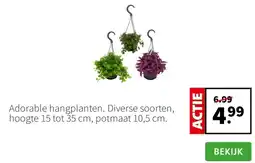 Intratuin Adorable hangplanten. aanbieding